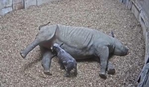Brin d'espoir pour les rhinos noirs en danger : un bébé est né à Chester