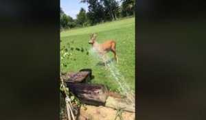 Arroser un chevreuil pendant une canicule (Suisse)