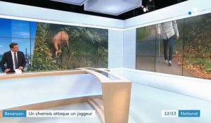 Besançon : un chamois attaque un joggeur