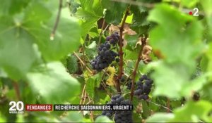 Vendanges : les viticulteurs s'inquiètent du manque de saisonniers