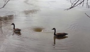 2 oies s'amusent avec un tourbillon dans un lac