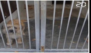 La SPA de Gennevilliers a accueilli 90 chiens et 192 chats abandonnés en juillet