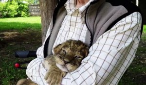 Le rugissement de ce bébé tigre est adorable
