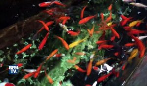 L'aquarium de Paris: un refuge pour poissons rouges