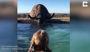Un éléphant vient boire l'eau de la piscine d'un hôtel