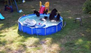 Quand des ours se baignent dans ta piscine gonflable