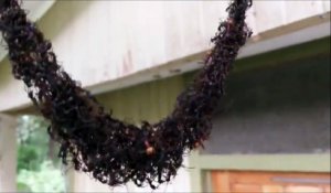 L'incroyable technique d'une colonie de fourmis pour attaquer un nid de guêpes