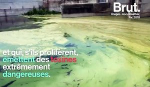 En Floride, une marée rouge toxique tue des milliers d’espèces sous-marines