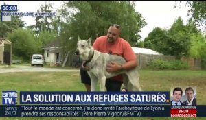 Pour lutter contre les refuges saturés, la SPA demande à des particuliers de jouer les familles d'accueil