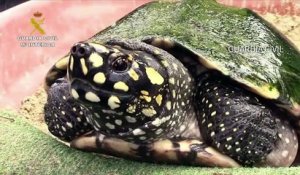 Un élevage illégal de tortues protégées découvert à Majorque