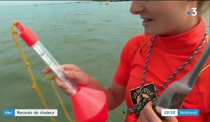 Environnement : avec la canicule, des records de chaleur observés en mer