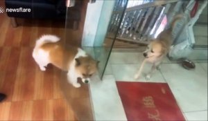 Deux chiens qui deviennent totalement dingues derrière une porte vitrée