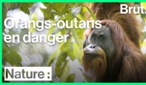 Les orangs-outans de Tapanuli sont en grand danger