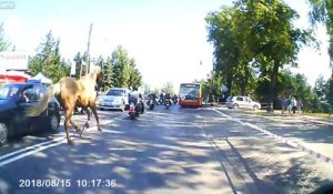 Un cheval renverse un motard en pleine route !