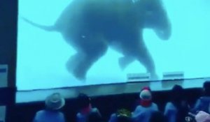 Un Zoo force un éléphant à nager devant les clients