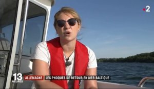 Allemagne : des phoques de retour en mer Baltique
