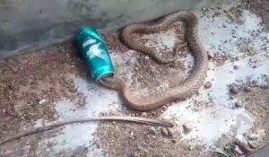 Ils sauvent un cobra qui a la tête coincée dans une canette