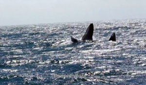 Une baleine et son bébé sautent hors de l'eau au meme moment : du jamais vu