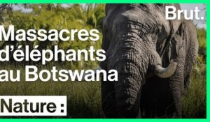 Le Botswana ne défend plus ses éléphants