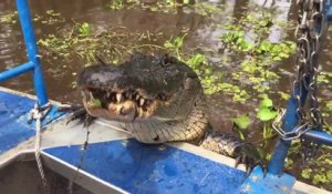 Ce guide touristique s'amuse avec un énorme alligator en Louisiane