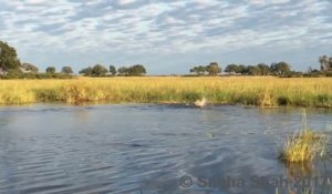 2 lions pris en chasse par un crocodile alors qu'ils traversent une rivière en afrique