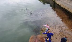 Quand un gros requin fait surface à Portrush Harbour (Northern Ireland)