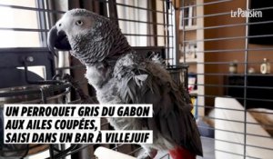 Un perroquet gris du Gabon aux ailes coupées, saisi dans un bar à Villejuif