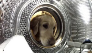 Ce chien vient chercher son doudou dans la machine à laver