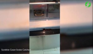 Il trouve un serpent dans son frigo