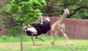 Une autruche traumatise un bébé giraffe