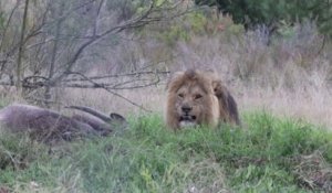 Ce photographe animalier va avoir la peur de sa vie face à un lion
