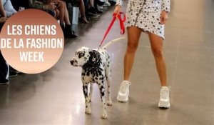 Un dalmatien vole la vedette à la Fashion Week