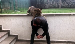 Il s'amuse avec ses 2 léopards de compagnie