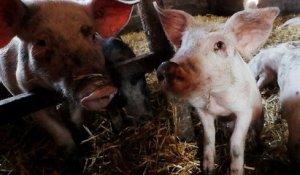 Belgique : l'inquiétude des éleveurs de porcs