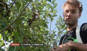 Limousin : le filon de la pomme bio attire consommateurs et cueilleurs