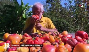 Tomates : un collectionneur en cultive 4 000 variétés dans son jardin