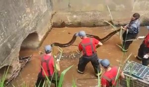 Ces ouvriers découvrent un énorme anaconda dans une canalisation