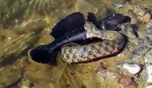 Ce serpent gourmand essaie d'avaler un gros poisson chat