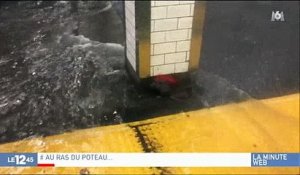 Buzz : Un rat déclenche l'empathie des internautes en tentant de se sortir d'une inondation - Regardez