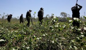 La Colombie toujours premier producteur de cocaïne dans le monde