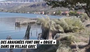 Des araignées font une « orgie » dans un village grec