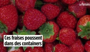 Ces fraises bio poussent dans un container transportable
