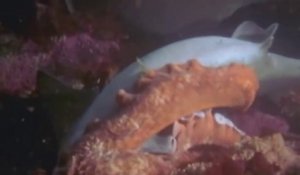 Un calamar géant capture un requin pour le dévorer