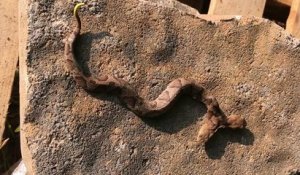 Un spécimen rare de serpent à deux têtes découvert aux USA