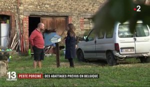 Peste porcine : des abattages prévus en Belgique