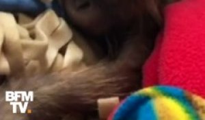 Ce bébé orang-outan est né par césarienne