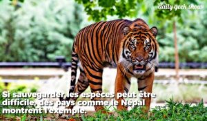 La population de tigres a doublé au Népal : un véritable exemple pour la conservation des animaux