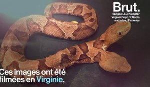 États-Unis : un incroyable serpent à deux têtes filmé dans un jardin de Virginie