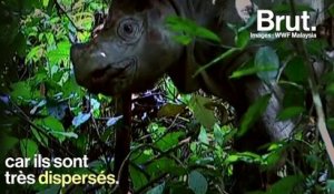 Indonésie : un programme lancé pour sauver les rhinocéros de Sumatra