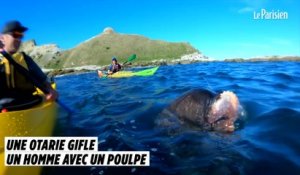 Une otarie gifle un homme avec un poulpe